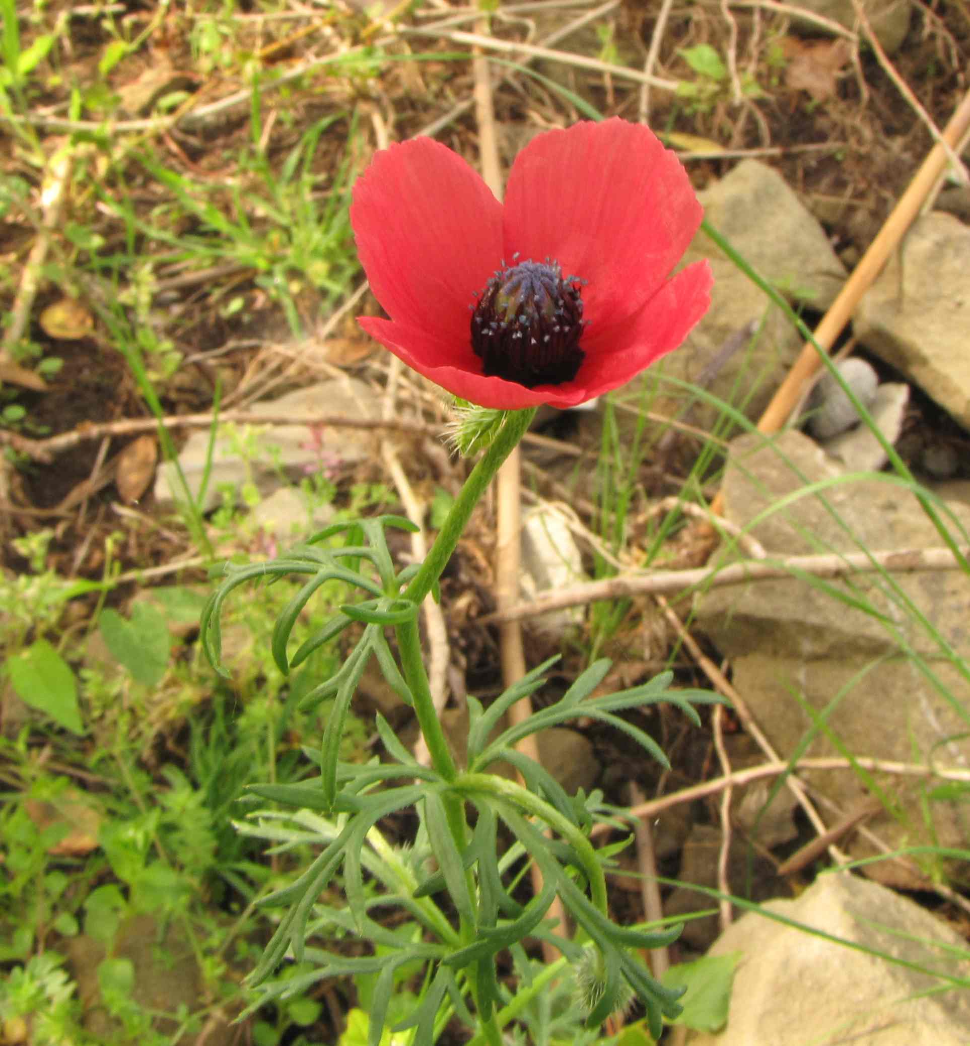 Papaver hybridum / Papavero ibrido